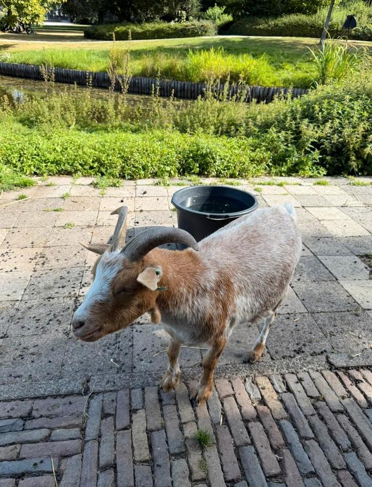 Goed huis gezocht voor deze twee gecastreerde bokken, Dieren en Toebehoren, Schapen, Geiten en Varkens, Geit, Mannelijk, 0 tot 2 jaar