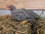 Amrock kuikens, Dieren en Toebehoren, Meerdere dieren, Kip