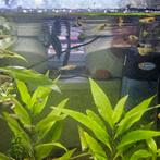 Gratis guppy's, Dieren en Toebehoren, Vissen | Aquariumvissen, Vis, Zoetwatervis, Schoolvis
