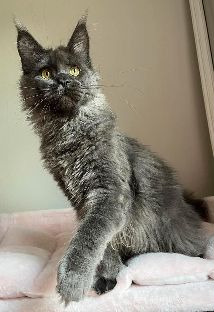 Maine coon stamboom, Dieren en Toebehoren, Katten en Kittens | Raskatten | Langhaar, Poes, Ingeënt