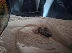 Hottentotta hottentotta, Arabische vetstaat schorpioen, Dieren en Toebehoren, Reptielen en Amfibieën, Overige soorten, Met terrarium