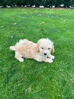 Mooie Maltipoo pups, Poedel, CDV (hondenziekte), 8 tot 15 weken, Meerdere