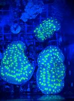 Hollywood stunner chalice, Dieren en Toebehoren, Vis