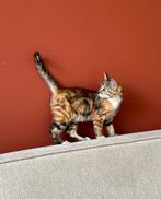 Kitten aangeboden, Dieren en Toebehoren, Poes