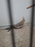 Mooie valkparkiet, Dieren en Toebehoren, Vrouwelijk, Parkiet