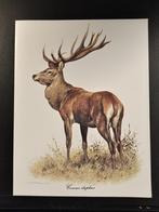 Hert, 1960 tot 1980, Verzenden, Zo goed als nieuw, Dier