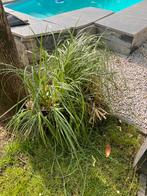 Siergras met pluim 2 stuks, Tuin en Terras, Planten | Tuinplanten, Ophalen of Verzenden, Zomer, Siergrassen, Volle zon