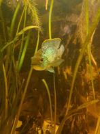 Electric blue Acara vrouw te koop, Dieren en Toebehoren