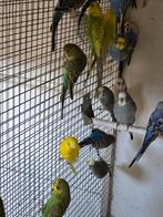 Vele grasparkieten, Dieren en Toebehoren, Vogels | Parkieten en Papegaaien, Meerdere dieren, Parkiet