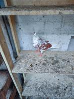 Birmingham rollers duivinnen, Mannelijk