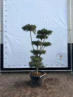 Mooie Pon Pon Olijfboom - Olea Europaea, Tuin en Terras, Planten | Bomen, Ophalen, Olijfboom