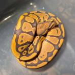 Nr manderin hypo dh ultramel pied, Dieren en Toebehoren, Reptielen en Amfibieën, Slang, 0 tot 2 jaar