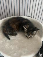 Kittens, Dieren en Toebehoren, Katten en Kittens | Overige Katten, Geslacht onbekend, Kortharig