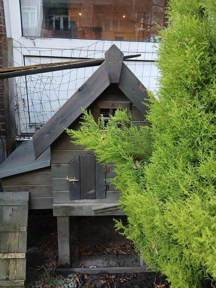Groot Kippenhok, Dieren en Toebehoren, Pluimvee, Kip, Vrouwelijk