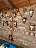 Gewei reeen geweitjes, Ophalen of Verzenden, Zo goed als nieuw