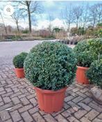 Gratis gevraagd  ilex bol, Ophalen of Verzenden, Volle zon, Overige soorten, Minder dan 100 cm