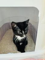 Kitten, Dieren en Toebehoren, Katten en Kittens | Overige Katten, Poes, Kortharig, 0 tot 2 jaar