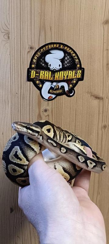 0.1. Pastel Mojave (Pastave) dametje uit 2024 beschikbaar. beschikbaar voor biedingen