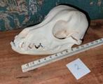 Schedel van een kleine hond met duidelijke onderbeet (2), Ophalen of Verzenden, Hond of Kat, Schedel