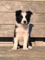 Border collie pups in huiselijke kring, Dieren en Toebehoren, Honden | Herdershonden en Veedrijvers, België, Particulier, CDV (hondenziekte)