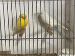 Te koop Glosters kanaries, Meerdere dieren, Postuurkanarie