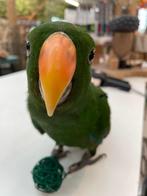Jonge Baby Edelpapegaaien | Handtam | Nieuwsgierig | Getest, Dieren en Toebehoren, Vogels | Parkieten en Papegaaien, Mannelijk