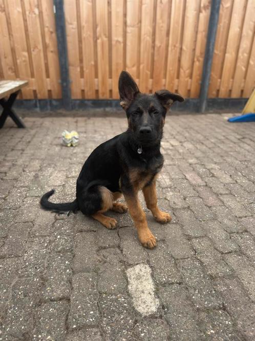Duitse herder teefje 28-1-2025, Dieren en Toebehoren, Honden | Herdershonden en Veedrijvers, Teef, Herder, Particulier, Eén hond