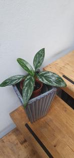 Leuke kleine schaduwplant, Aglaonema Maria, Ophalen, Overige soorten, Minder dan 100 cm