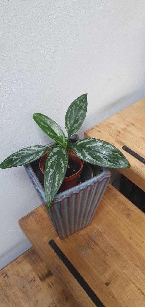 Leuke kleine schaduwplant, Aglaonema Maria, Huis en Inrichting, Kamerplanten, Overige soorten, Minder dan 100 cm, Ophalen