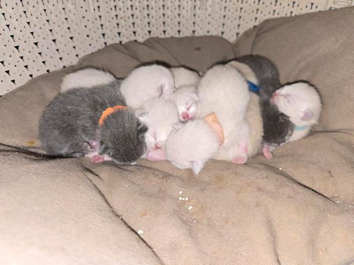 Pika blu kittens..., Dieren en Toebehoren, Katten en Kittens | Raskatten | Korthaar, Meerdere dieren