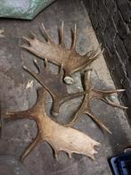 Eland gewei stangen. Hert landelijk jacht wild decoratie, Ophalen of Verzenden, Zo goed als nieuw, Hert, Gewei of Kop