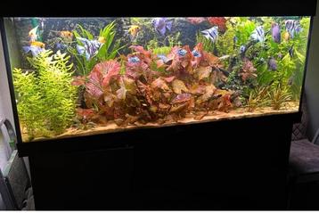Complete juwel rio 450 +externe eheim filter beschikbaar voor biedingen