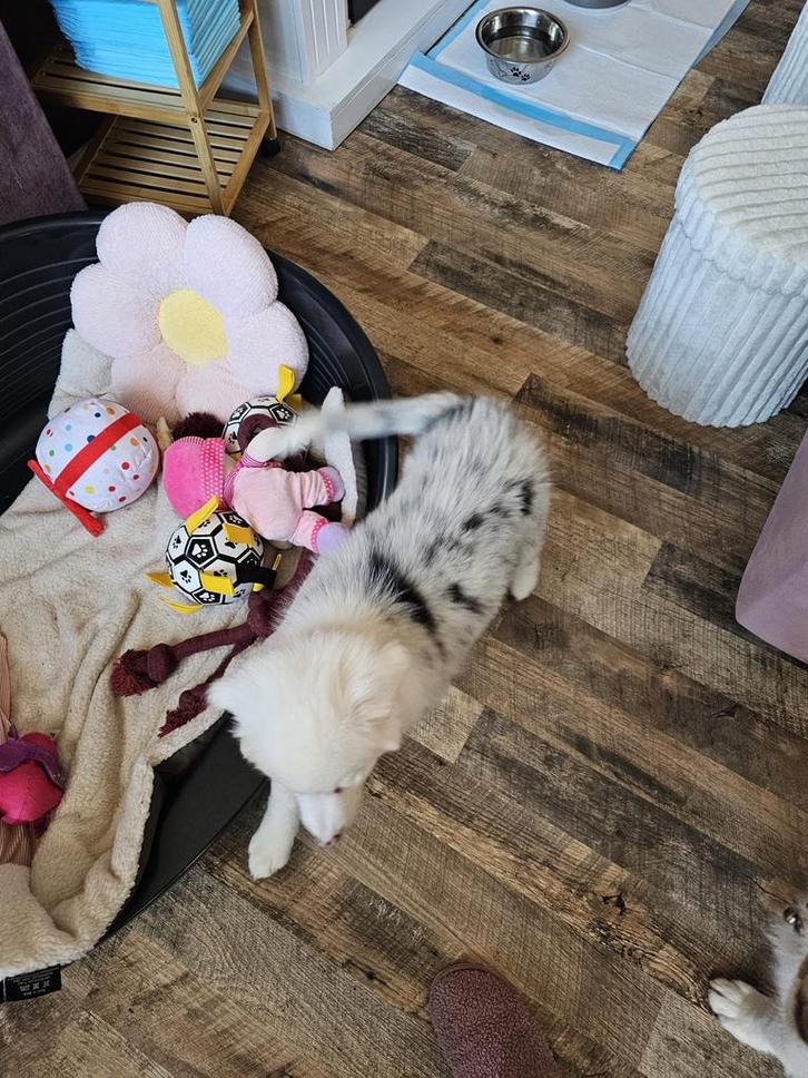 Te koop australian shepherd pup 10 weken, Dieren en Toebehoren, Honden | Herdershonden en Veedrijvers, Reu, Herder, Particulier