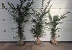 Carpinus betulus haag boompjes, Tuin en Terras, Planten | Bomen, Bloeit niet, Halfschaduw, 100 tot 250 cm, Overige soorten