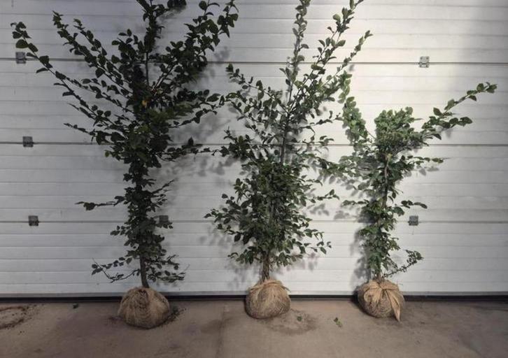 Carpinus betulus haag boompjes, Tuin en Terras, Planten | Bomen, Overige soorten, 100 tot 250 cm, Halfschaduw, Bloeit niet, Ophalen of Verzenden