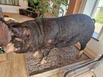 Berkshire Varken, Ophalen of Verzenden, Nieuw, Boerderijdier, Opgezet dier