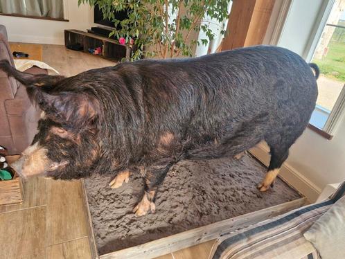 Berkshire Varken, Verzamelen, Dierenverzamelingen, Nieuw, Opgezet dier, Boerderijdier, Ophalen of Verzenden