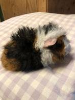 Jong cavia mannetje ( alpaca x peruvian), Dieren en Toebehoren, Juni, Mannelijk, Cavia
