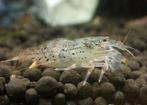 Hobbyaquarium Atyoida Pilipes Filippijnse Waaierhandgarnaal, Kreeft, Krab of Garnaal, Zoetwatervis, Schoolvis