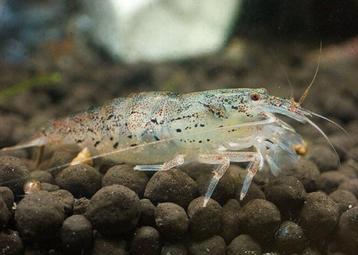 Hobbyaquarium  Filippijnse Waaierhandgarnaal Zondag 12/17u
 beschikbaar voor biedingen