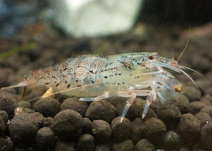 Hobbyaquarium  Filippijnse Waaierhandgarnaal Zondag 12/17u, Dieren en Toebehoren, Vissen | Aquariumvissen, Vis