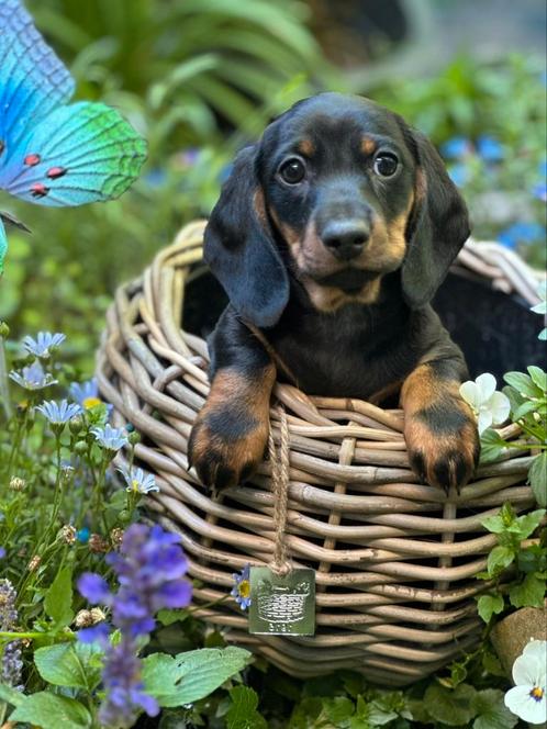 Korthaar dwerg Teckel pups met FCI stamboom ouders getest, Dieren en Toebehoren, Honden | Teckels en Dashonden, Reu, Korthaar