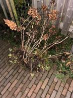 Gratis af te halen, 3 pluim hortensia’s, Ophalen, Overige soorten, Halfschaduw