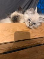 Ragdoll kittens, Meerdere dieren