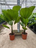 Liguala grandis 140cm pot 30cm, Ophalen, 100 tot 150 cm, Palm, Halfschaduw