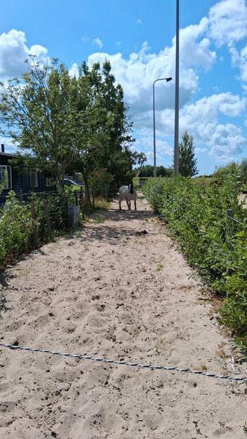 Shetlander gezocht beschikbaar voor biedingen