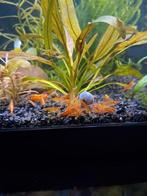 Neocaridina sunkist orange backstripe, Kreeft, Krab of Garnaal