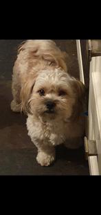 2 LIEVE BROERTJES ZOEKEN EEN LIEFDEVOL THUIS, Dieren en Toebehoren, Honden | Chihuahua's en Gezelschapshonden, Maltezer, Rabiës (hondsdolheid)