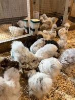 Usa zijdehoen hennetjes. Geent en cloaca gesekst, Dieren en Toebehoren, Pluimvee, Vrouwelijk, Kip