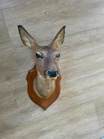 Opgezette reekop, Verzamelen, Dierenverzamelingen, Ophalen, Zo goed als nieuw, Hert, Opgezet dier